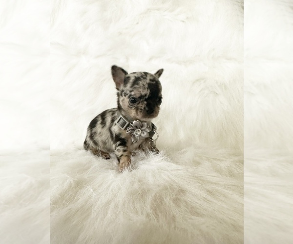 Medium Photo #2 Chihuahua Puppy For Sale in SACRAMENTO, CA, USA