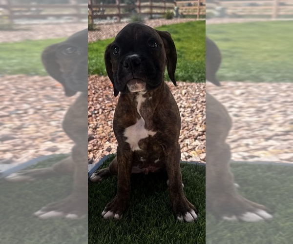 Medium Photo #1 Boxer Puppy For Sale in COLORADO SPRINGS, CO, USA