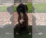Puppy Puppy 6 Boxer