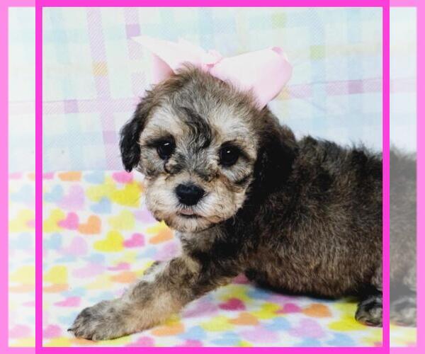 Medium Photo #6 Maltipoo Puppy For Sale in TAYLOR, TX, USA