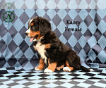 Small Photo #58 Bernese Mountain Dog Puppy For Sale in HARRISONBURG, VA, USA