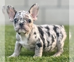 Small Photo #3 French Bulldog Puppy For Sale in BEVERLY HILLS, CA, USA