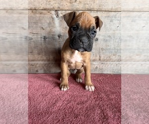 Boxer Puppy for sale in VERMONTVILLE, MI, USA