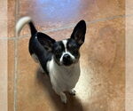 Small #1 Jack Chi