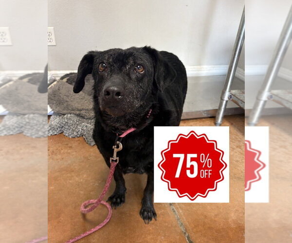 Medium Photo #4 Labrador Retriever-Unknown Mix Puppy For Sale in Bolivar, MO, USA