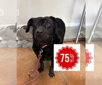 Small #3 Labrador Retriever Mix