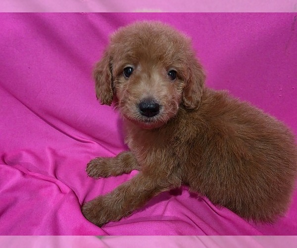 Medium Photo #5 Goldendoodle Puppy For Sale in DUBLIN, TX, USA