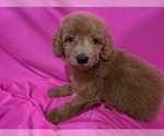 Small #4 Goldendoodle