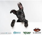 Small #2 Miniature Pinscher Mix