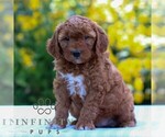 Small #2 Goldendoodle (Miniature)