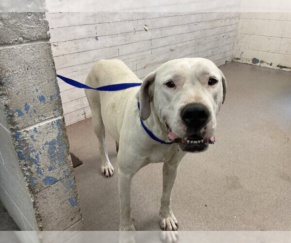 Medium Photo #1 Argentinian Mastiff Puppy For Sale in San Bernardino, CA, USA