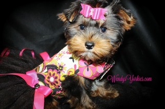 Yorkshire Terrier Puppy for sale in POWDERLY, TX, USA