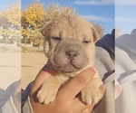 Puppy Ramsey Chinese Shar-Pei