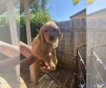 Small Photo #6 Golden Retriever Puppy For Sale in SAN MARCOS, CA, USA