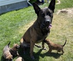 Small Photo #7 Belgian Malinois Puppy For Sale in BLACKFOOT, ID, USA
