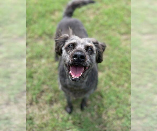 Medium Photo #4 Mutt Puppy For Sale in Denton, TX, USA