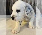 Small Photo #2 Dalmatian Puppy For Sale in BOONE, NC, USA
