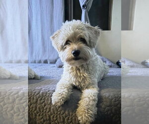Maltipoo (Miniature) Dogs for adoption in Dana Point, CA, USA