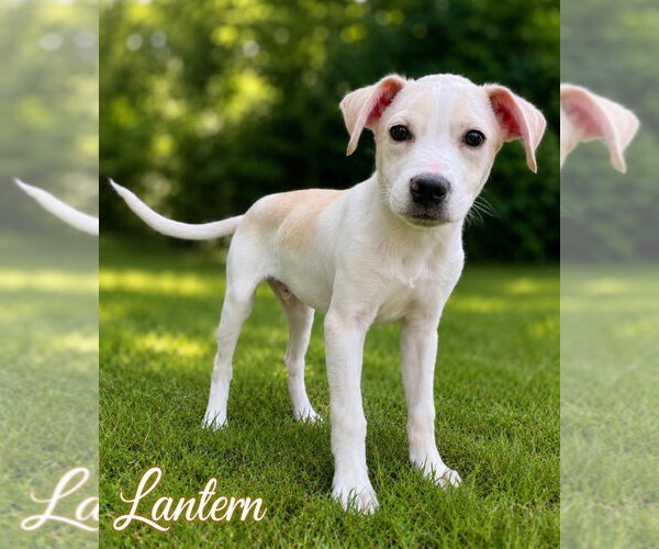 Medium Photo #4 Labbe Puppy For Sale in Aurora, IN, USA