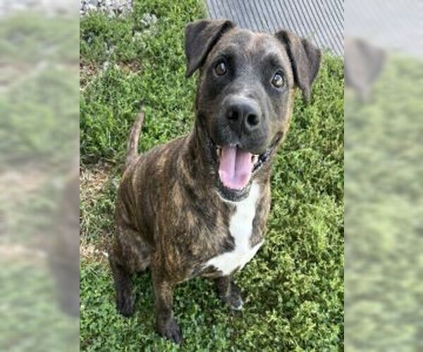 Medium Photo #3 American Pit Bull Terrier-Unknown Mix Puppy For Sale in Sistersville, WV, USA