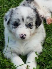 Border Collie Puppy for sale in BERWICK, PA, USA