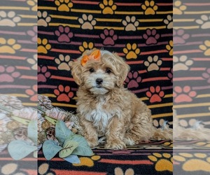 Maltipoo Puppy for sale in NEW PROVIDENCE, PA, USA