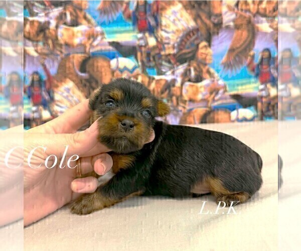 Medium Photo #4 Yorkshire Terrier Puppy For Sale in WINNSBORO, LA, USA