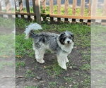 Small #3 Australian Shepherd Mix