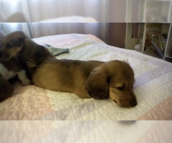 Medium Photo #6 Dachshund Puppy For Sale in GARDEN GROVE, CA, USA