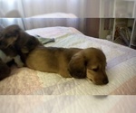 Small Photo #6 Dachshund Puppy For Sale in GARDEN GROVE, CA, USA