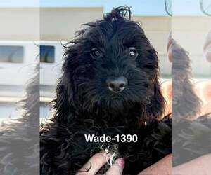Cocker Spaniel Dogs for adoption in Lee's Summit, MO, USA