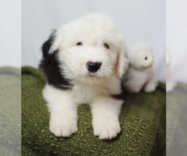Medium Photo #1 Old English Sheepdog Puppy For Sale in NAMPA, ID, USA