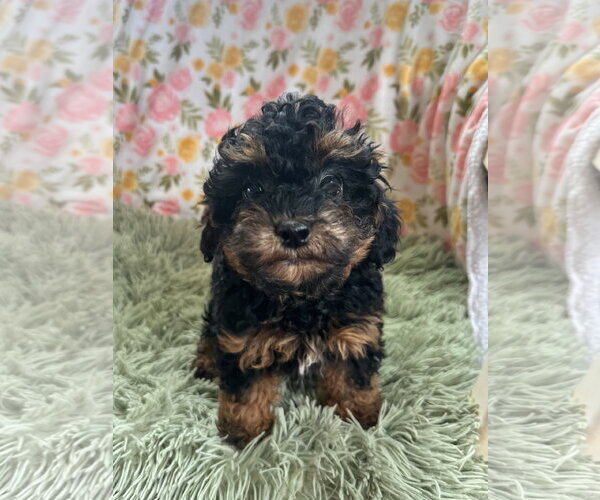 Medium Photo #6 Poodle (Miniature) Puppy For Sale in Pacolet, SC, USA