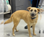 Small #1 Retriever  Mix