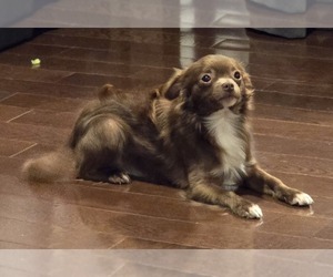 Father of the Chihuahua puppies born on 05/30/2025