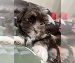 Small Photo #7 Havanese Puppy For Sale in MISHAWAKA, IN, USA