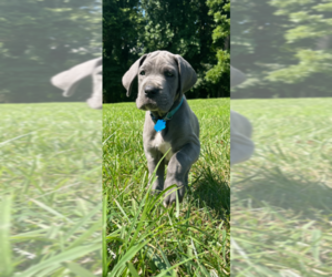 Great Dane Puppy for sale in FOREST HILL, MD, USA