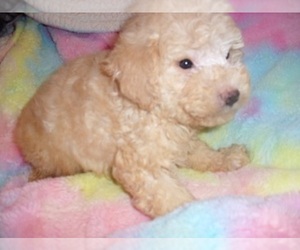 Poodle (Toy)-Schnoodle (Miniature) Mix Puppy for sale in JACKSON, MS, USA