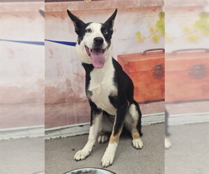 Australian Kelpie-Unknown Mix Dogs for adoption in San Bernardino, CA, USA