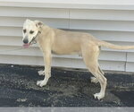 Small #1 Great Pyrenees Mix