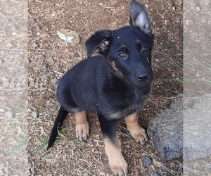 German Shepherd Dog Puppy for sale in SPOTSYLVANIA, VA, USA