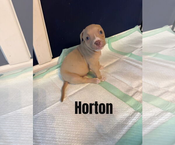 Medium Photo #1 Mutt Puppy For Sale in New London, WI, USA