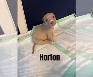 Mutt Dogs for adoption in New London, WI, USA