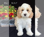 Puppy Rolf Australian Labradoodle