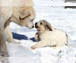 Small Photo #6 Great Pyrenees Puppy For Sale in CLAYTON, WA, USA
