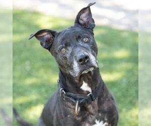 American Pit Bull Terrier Dogs for adoption in Camarillo, CA, USA