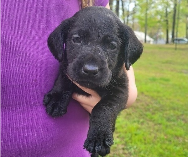 Medium Photo #2 Labrador Retriever Puppy For Sale in BONAIRE, GA, USA