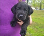 Small Photo #2 Labrador Retriever Puppy For Sale in BONAIRE, GA, USA