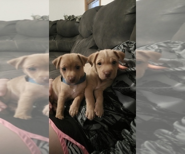 Medium Photo #4 Chihuahua-Chinese Shar-Pei Mix Puppy For Sale in LEETONIA, OH, USA