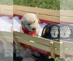 Small Photo #3 Golden Retriever Puppy For Sale in JOPLIN, MO, USA